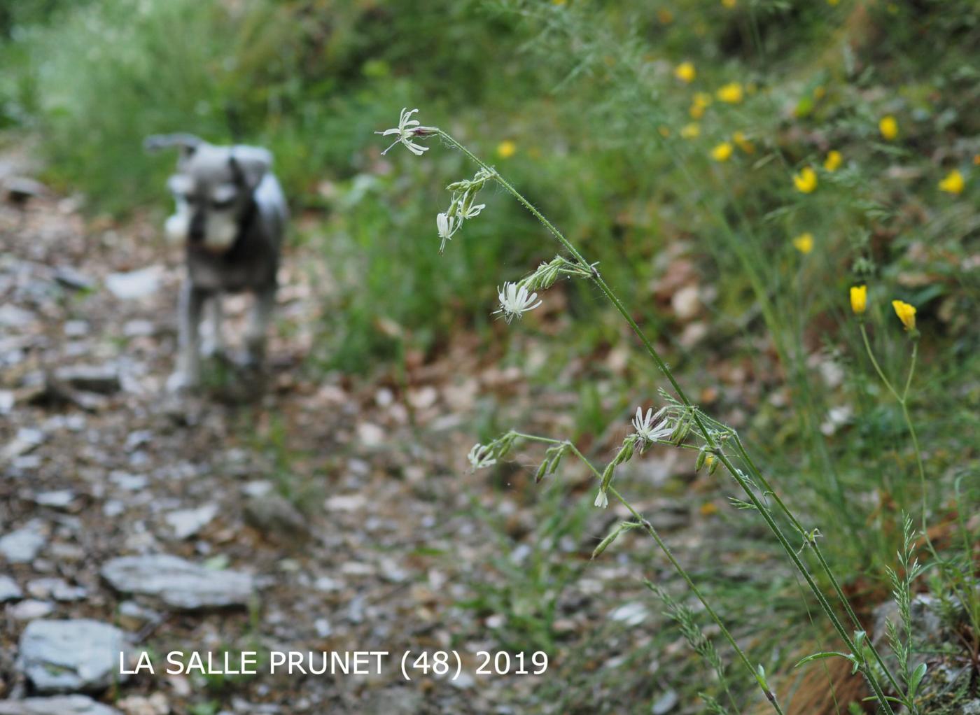 Catchfly, Nottingham plant